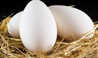 孕妇能吃鹅蛋吗 孕妇可以吃鹅蛋吗